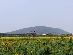 -苏州太湖西山岛开心农场