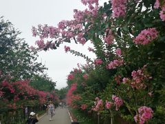 -武汉紫薇都市田园