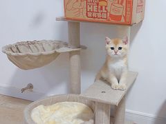 -欣宠猫屋·矮脚拿破仑·蓝金金渐层