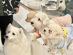-共舞时光猫咖·狗咖(新街口店)