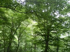 android_upload_pic-宝天曼峡谷漂流