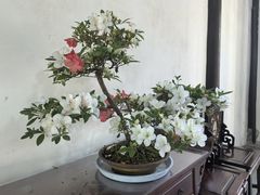 -上海醉白池公园