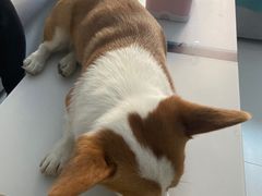 -宠福鑫康馨动物医院·骨科·眼科