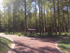 -黄海国家森林公园