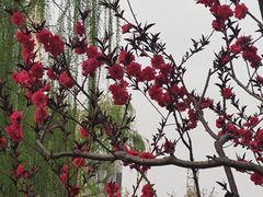 -元大都城垣遗址公园