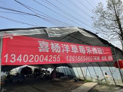 -喜杨洋草莓采摘园