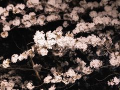 -高东镇樱花园