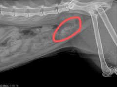 -拜鲁耶动物诊疗中心·宠家动物医院