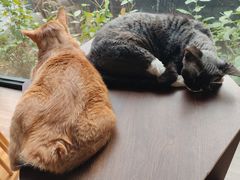 -豆逗聊愈猫阁Easy Life
