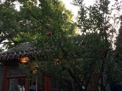 -花家怡园(四合院总店)