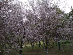 -合肥三国新城遗址公园