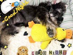 -翊宠yipet猫狗购宠庄园犬舍•猫舍