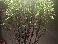-森SPA·泰式按摩·精油Massage(宝安中心店)