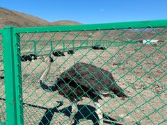 -新疆天山野生动物园