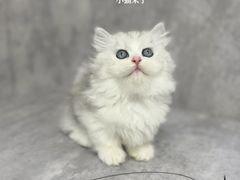 -小猫来了·猫舍(红山六九七九店)