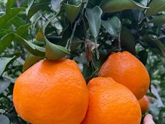 -金谷域澳洲庄园