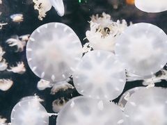 -太平洋海底世界