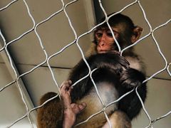 -西霞口神雕山野生动物世界