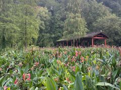 -重庆彩云湖湿地公园
