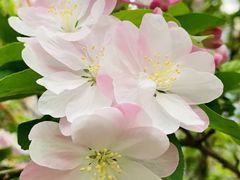 -海棠花溪(元大都城垣遗址公园)
