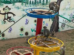 -西霞口神雕山野生动物世界