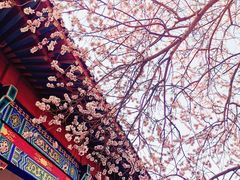 -桃花堤公园