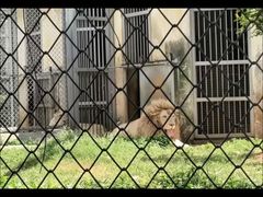 -合肥野生动物园