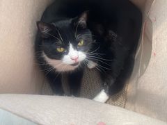 -爱洗澡的猫(望京店)