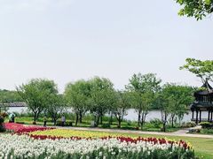 -杭州湾海上花田景区