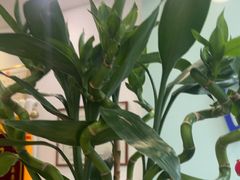 -雅德嘉口腔(时雨园店)