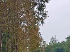 -九里河湿地公园