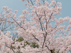 -顾村公园