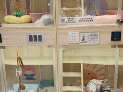 -momokira米努特·德文卷毛猫·棉花面纱犬