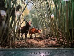 -美国自然历史博物馆