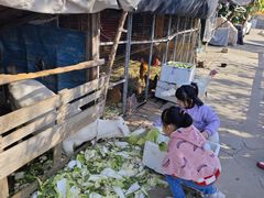 -樂桃源奉贤黄桃种植采摘基地