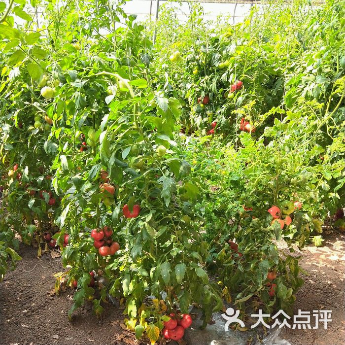 北辰双街果蔬采摘园图片-北京采摘/农家乐-大众点评网