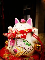 点击看大图 水吧的猫咪-广州萨谛艾扬格瑜伽中心