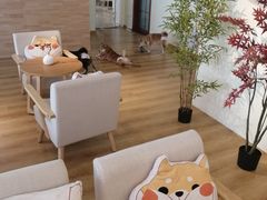 -柴犬小屋·柴餐厅·狗咖食堂(金鼎广场店)