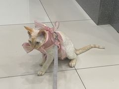 -纳吉亚猫专科动物医院博雅分院