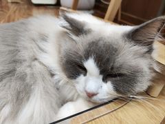 -MOCHA明星猫咖(田子坊店)