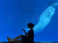 -海合安成都极地海洋公园