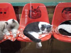 -猫咪博物馆(顶澳仔猫街店)