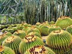 -深圳仙湖植物园