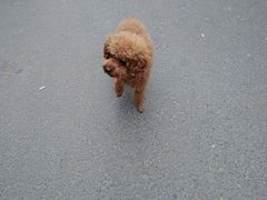 -哈尔滨道外花鸟鱼市场