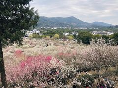 -香雪海
