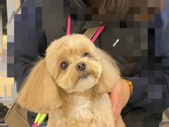 -momokira米努特·德文卷毛猫·棉花面纱犬