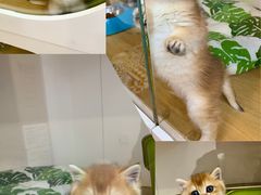 -青奢宠物·青奢猫舍