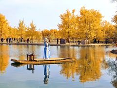 -金塔沙漠胡杨林景区