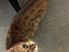 -猫色咖啡·猫咖