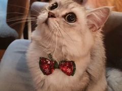 -猫友咖啡店(玉林西路店)